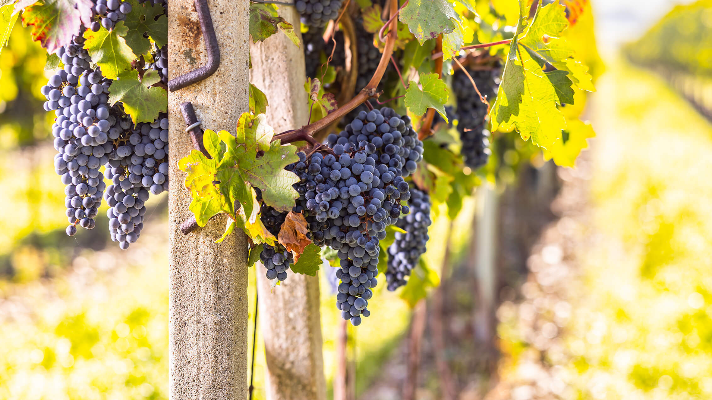 【野球めし番外編】ワインの「絶対的エース」!カベルネ・ソーヴィニヨンの魅力を徹底解説